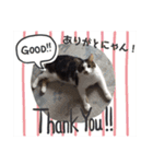 ねこ大好き！こう＆ふく！（個別スタンプ：5）