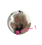 ねこ大好き！こう＆ふく！（個別スタンプ：6）