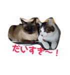 ねこ大好き！こう＆ふく！（個別スタンプ：7）