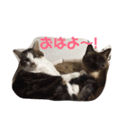 ねこ大好き！こう＆ふく！（個別スタンプ：10）