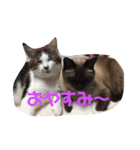 ねこ大好き！こう＆ふく！（個別スタンプ：11）