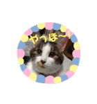 ねこ大好き！こう＆ふく！（個別スタンプ：13）