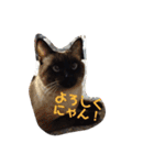 ねこ大好き！こう＆ふく！（個別スタンプ：14）