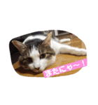 ねこ大好き！こう＆ふく！（個別スタンプ：15）