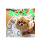 もかつぼスタンプ（個別スタンプ：1）