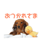 もかつぼスタンプ（個別スタンプ：3）