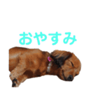 もかつぼスタンプ（個別スタンプ：4）