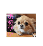 もかつぼスタンプ（個別スタンプ：5）
