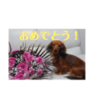 もかつぼスタンプ（個別スタンプ：6）