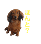 もかつぼスタンプ（個別スタンプ：8）