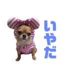 もかつぼスタンプ（個別スタンプ：14）