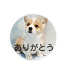 ロク スタンプ（個別スタンプ：1）
