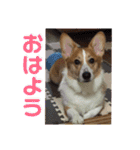 ロク スタンプ（個別スタンプ：5）