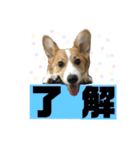 ロク スタンプ（個別スタンプ：10）