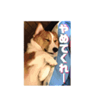 ロク スタンプ（個別スタンプ：13）