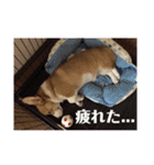 ロク スタンプ（個別スタンプ：17）