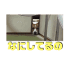 ロク スタンプ（個別スタンプ：20）