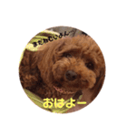 トイプーのモナちゃんスタンプ（個別スタンプ：7）