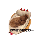 トイプーのモナちゃんスタンプ（個別スタンプ：11）