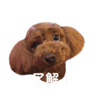 トイプーのモナちゃんスタンプ（個別スタンプ：20）