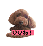 トイプーのモナちゃんスタンプ（個別スタンプ：25）