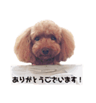 トイプーのモナちゃんスタンプ（個別スタンプ：26）