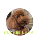 トイプーのモナちゃんスタンプ（個別スタンプ：32）