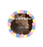 猫さんと一緒（個別スタンプ：2）