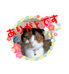 猫さんと一緒（個別スタンプ：4）