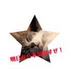 猫さんと一緒（個別スタンプ：5）