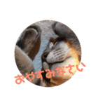 猫さんと一緒（個別スタンプ：6）