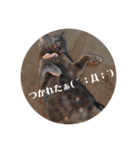 猫さんと一緒（個別スタンプ：7）