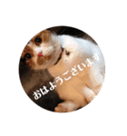 猫さんと一緒（個別スタンプ：8）