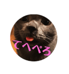 猫さんと一緒（個別スタンプ：9）