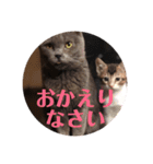 猫さんと一緒（個別スタンプ：10）