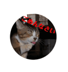 猫さんと一緒（個別スタンプ：12）