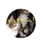 猫さんと一緒（個別スタンプ：13）