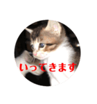 猫さんと一緒（個別スタンプ：14）