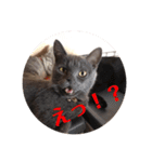 猫さんと一緒（個別スタンプ：15）