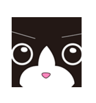 ハチワレはっちゃん（個別スタンプ：1）