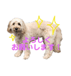 メルシー2（個別スタンプ：6）