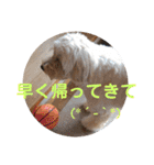 メルシー2（個別スタンプ：16）