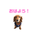 ミニチュアダックス日常会話（個別スタンプ：1）