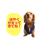 ミニチュアダックス日常会話（個別スタンプ：3）