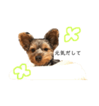 ROYくんスタンプ2（個別スタンプ：19）