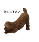 コタローの4（個別スタンプ：1）