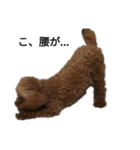 コタローの4（個別スタンプ：2）