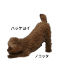 コタローの4（個別スタンプ：3）