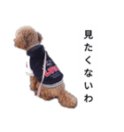 コタローの4（個別スタンプ：17）