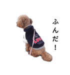 コタローの4（個別スタンプ：20）